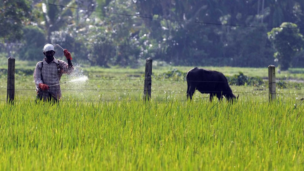 Фермер из Шри-Ланки распыляет пестициды в поле