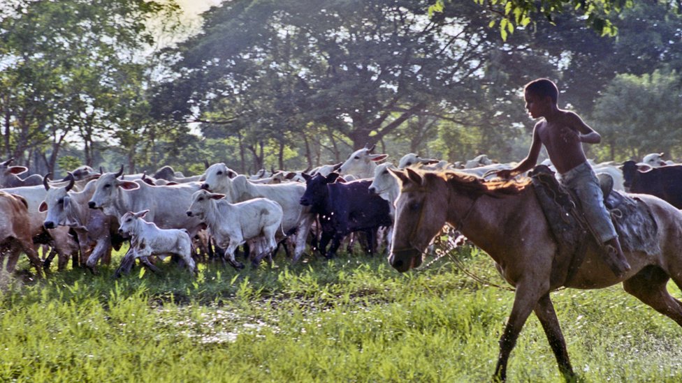 Los cantos de Los Llanos hablan del arreo, el ordeño de ganado y temas relacionados. (Foto: Centro de Diversidad Cultural / Unesco) Niño arriando a caballo (Foto: Centro de Diversidad Cultural / Unesco)