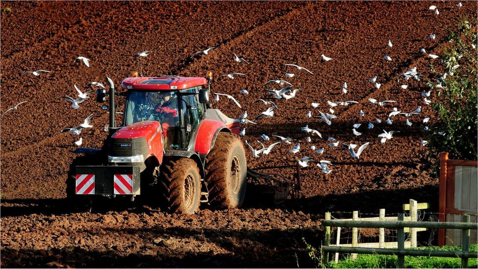 Чайки следят за трактором, вспахивающим пшеницу