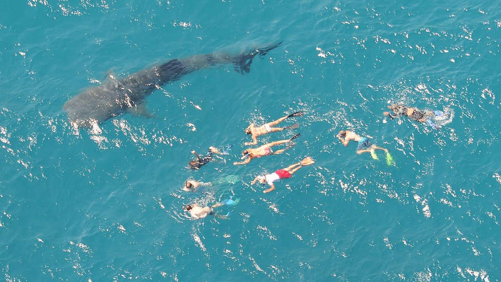 浮潛遊客在西澳洲寧格魯礁圍觀一頭鯨鯊（資料圖片）