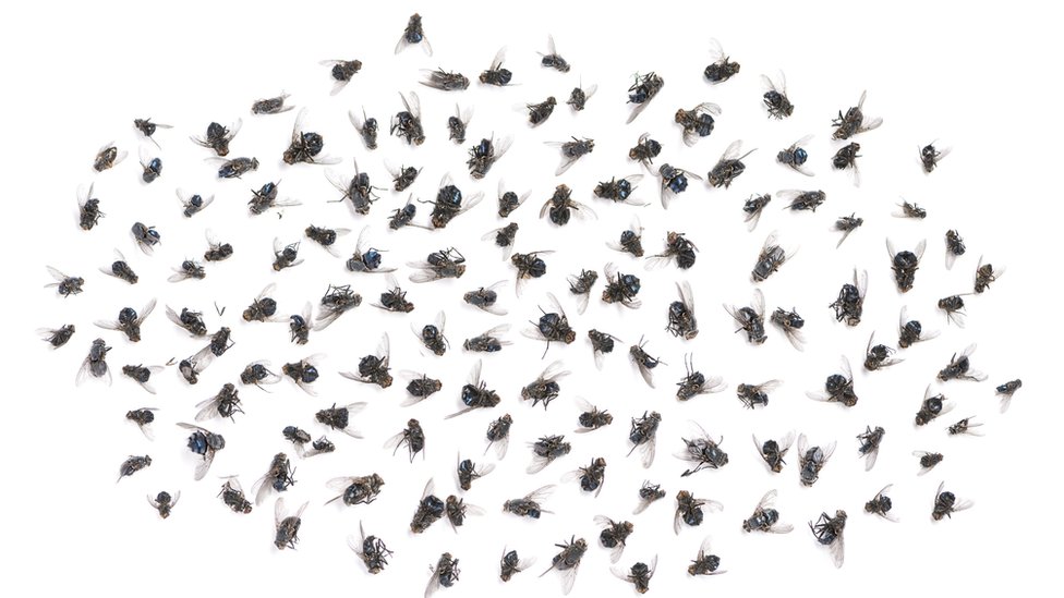 Мертвые мухи - стоковое фото
