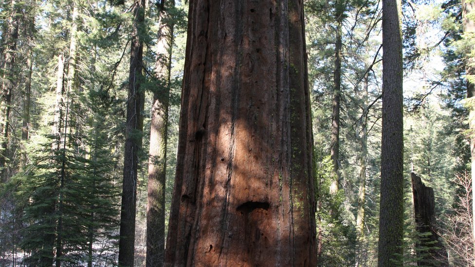 Las arboledas de secuoyas gigantes consideradas monumento nacional están muy cerca del parque nacional Secuoya, en California. Secuoya Gigante, California
