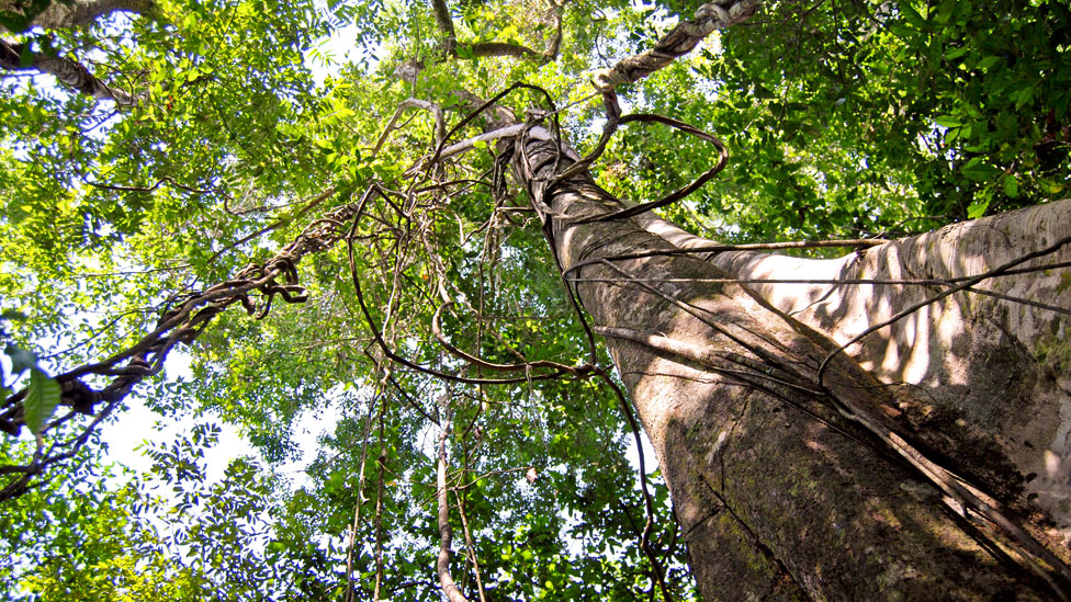 Árbol en la Amazonía