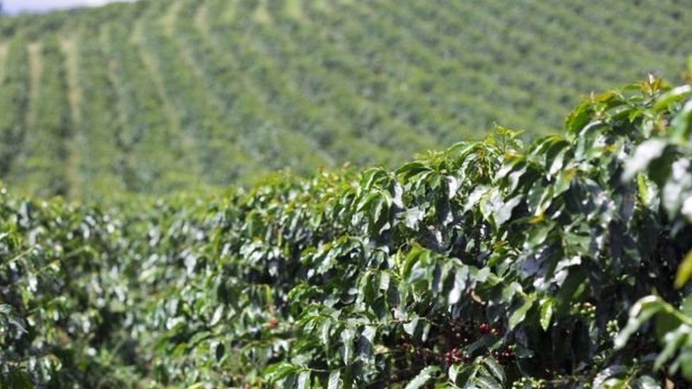 Kolombiya'da kahve tarlası
