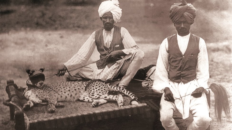 ਚੀਤੇ ਨੂੰ ਨਾਰੀਅਲ ਦੇ ਬਾਣ ਦੇ ਮੰਜੇ 'ਤੇ ਸੁਆਇਆ ਜਾਂਦਾ ਸੀ ਅਤੇ ਦੋ ਜਣੇ ਉਸ ਦੀ ਪਿੱਠ ਪਲੋਸਦੇ ਰਹਿੰਦੇ