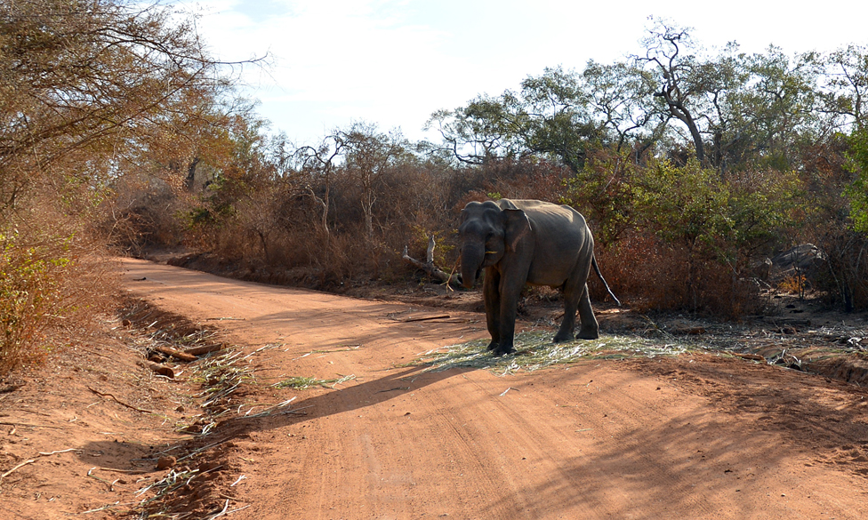 Los elefantes merodean por los campos y las casas en busca de comida. Elefante