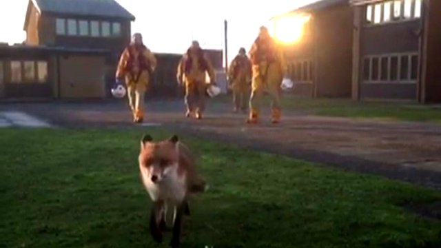 A fox has been named Basil by the crew at RNLI Spurn Point