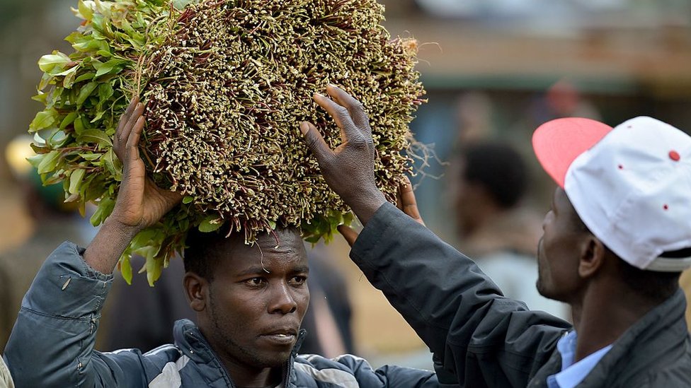 Фермер, выращивающий ката, несет свой урожай ката на местном рынке под открытым небом в Мауа, графство Меру, 9 сентября 2016 года в центральной провинции Кении