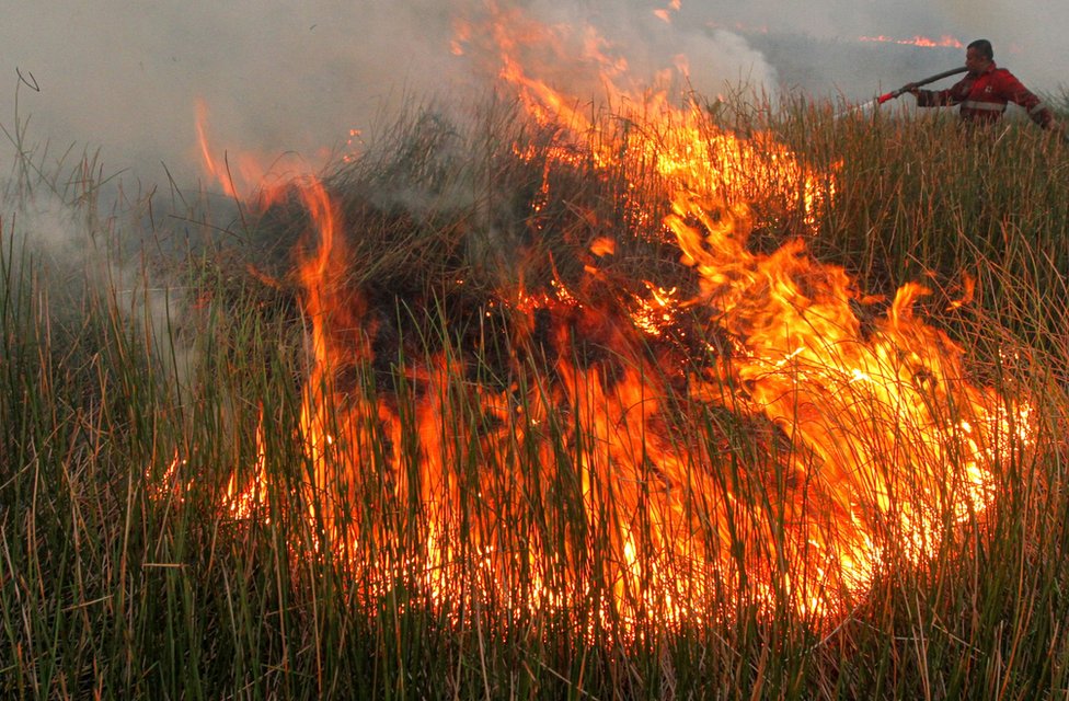 Fire at a peatland forest in South Sumatra