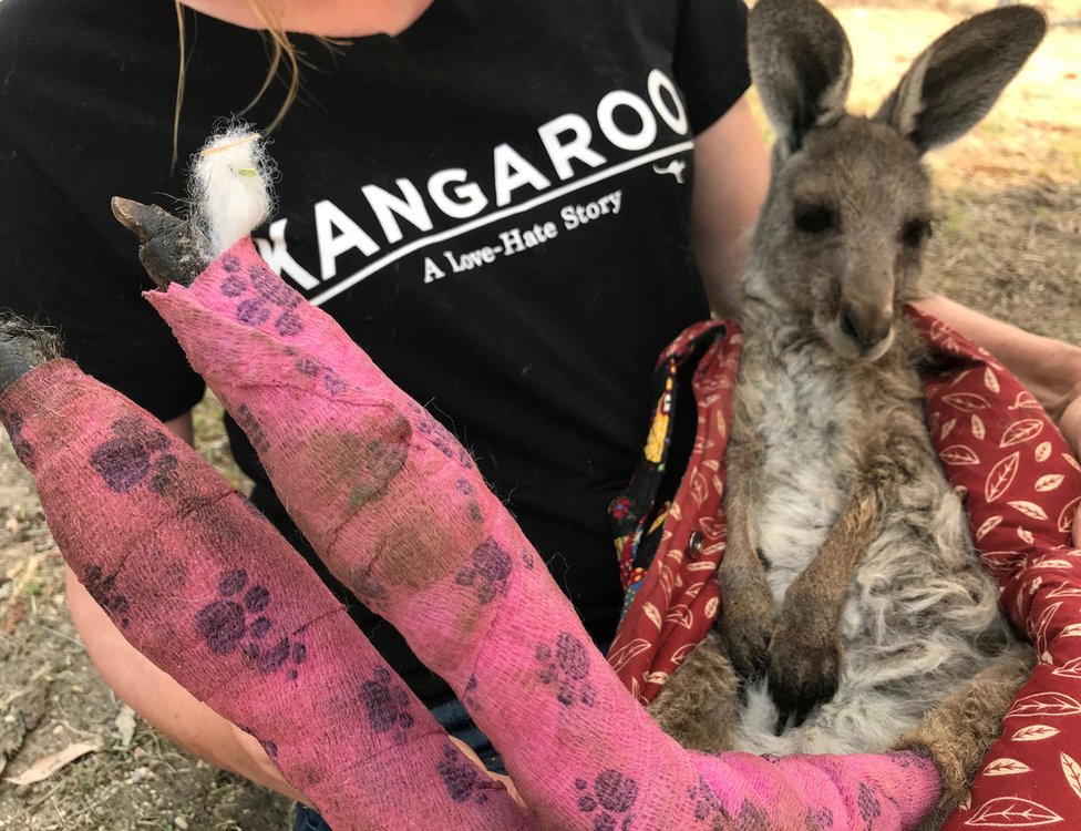 Волонтер WIRES держит кенгуру с обгоревшими подушечками на лапах
