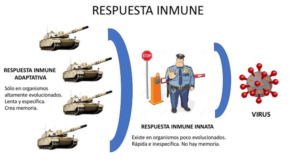 Figura 3. Representación de la respuesta inmune innata y adpatativa.
