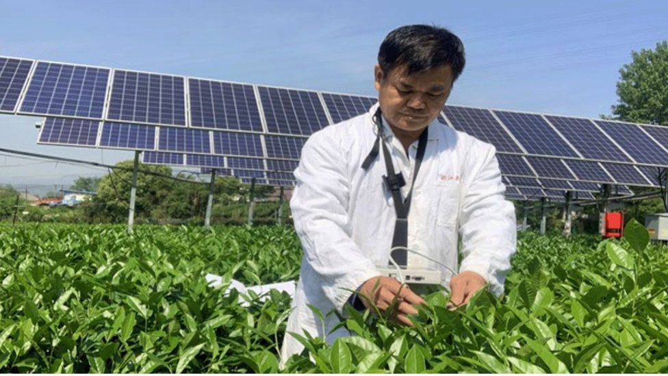 Professor Liang examining tea leaves outdoors in a field in China, with the elevated solar panels behind