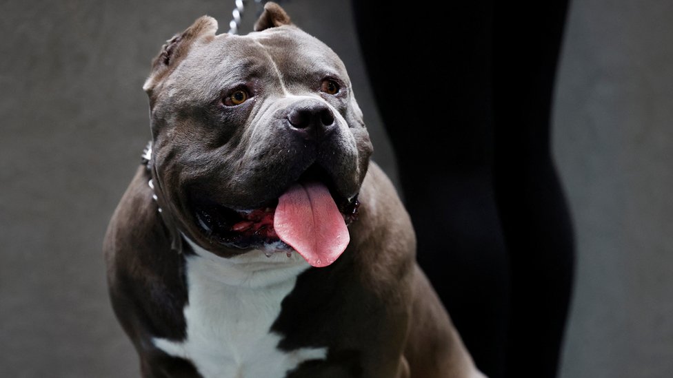 23 Best Types Of Bully Dog Breeds