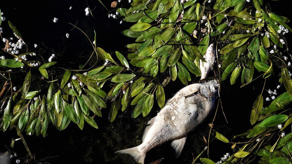 2019 file picture of a dead fish floating on the Seine river in Conflans-Sainte-Honorine, near Paris