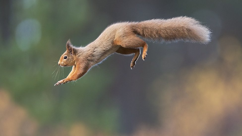 New phase in Scottish red squirrel relocation project - BBC News