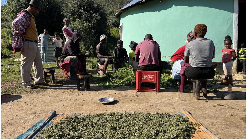 Pessoas sentadas próximas a flores de maconha