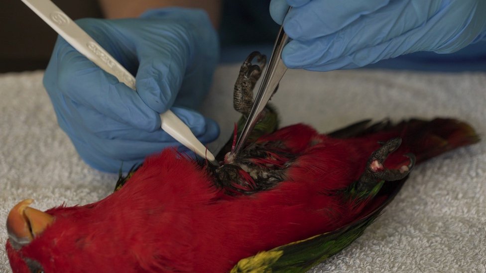 Veterinari zoološkog vrta u Česteru uzimaju uzorak tkiva sa brbljavog lorija - ugrožene tropske ptice