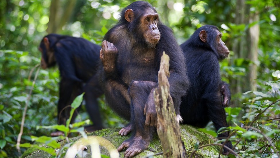 Šimpanze sede na grani