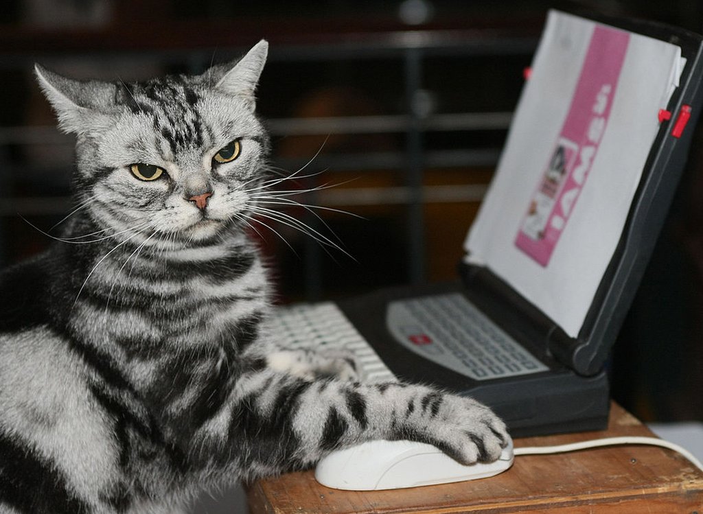 Un gato frente a una computadora