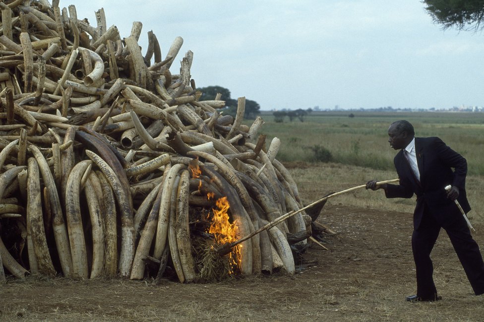 Президент Даниэль Арап Мои держит свою церемониальную палку из слоновой кости, когда поджигает конфискованные бивни слона на миллионы долларов