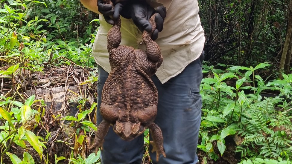 A ranger holding up the cane toad