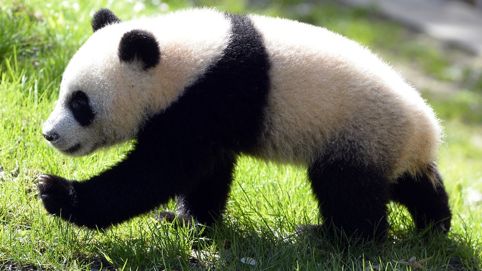 Giant Panda no longer an endangered species - BBC Newsround