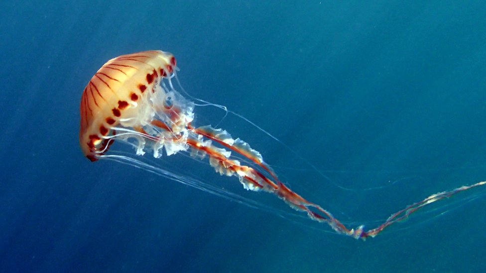 How Dangerous Are Britain S Jellyfish c News
