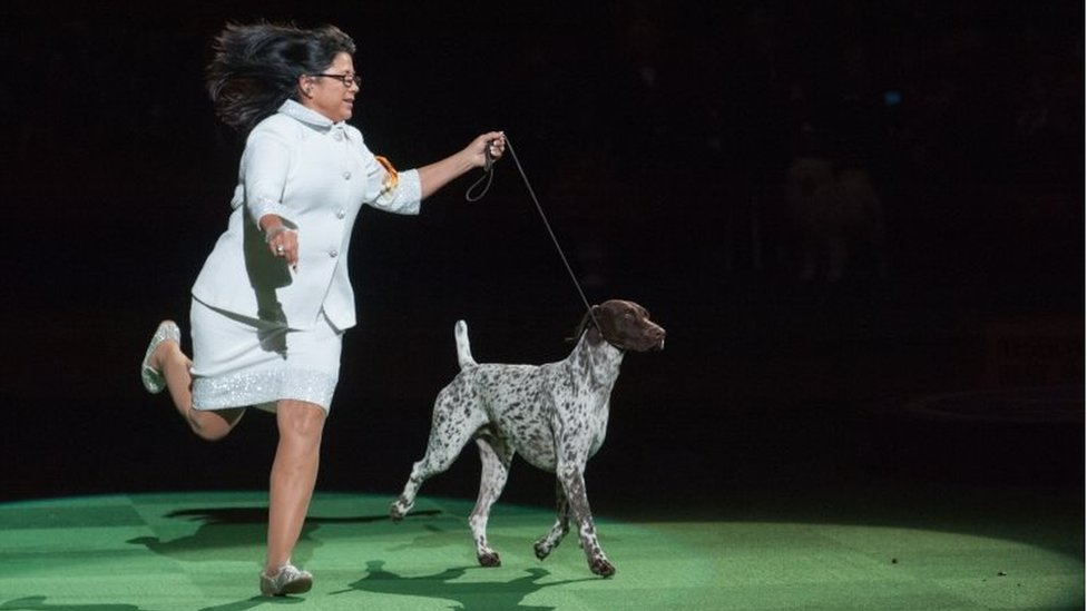 german shorthaired pointer best in show