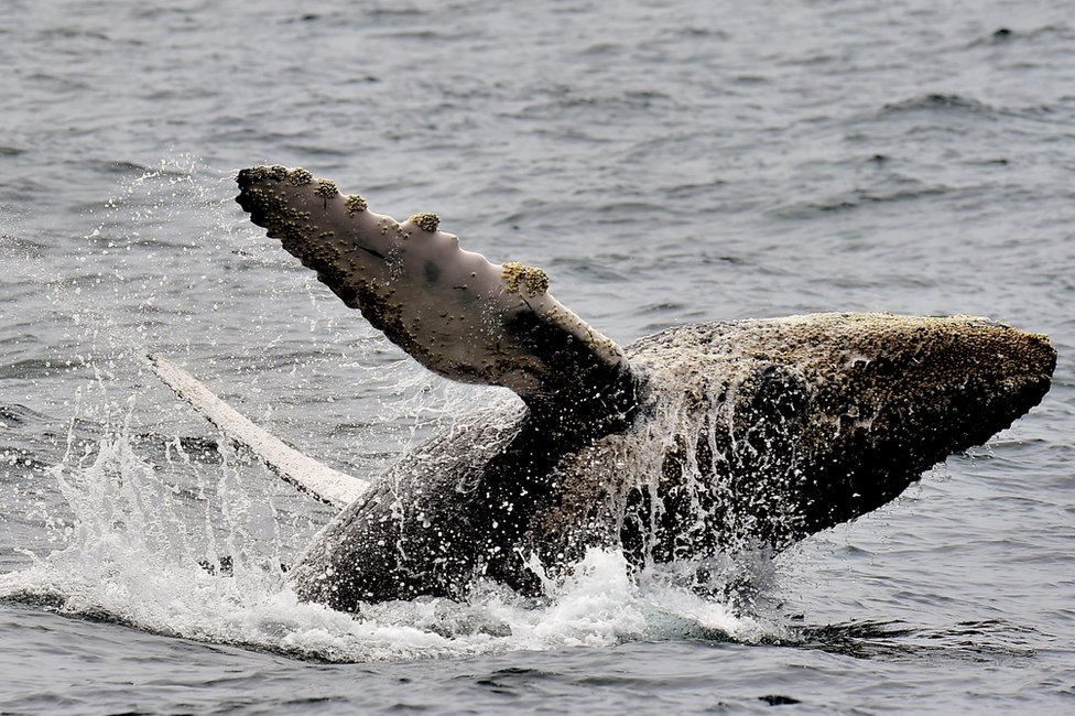 Ballena saltando