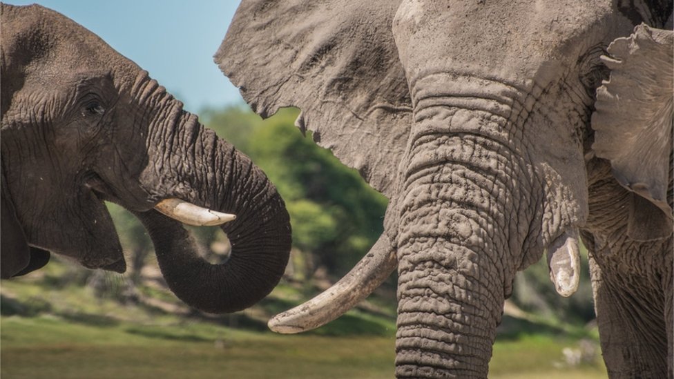 Elephants in Botswana