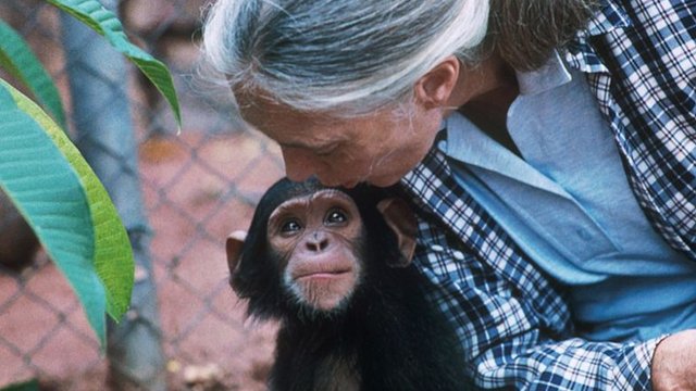 Goodall com chimpanzé