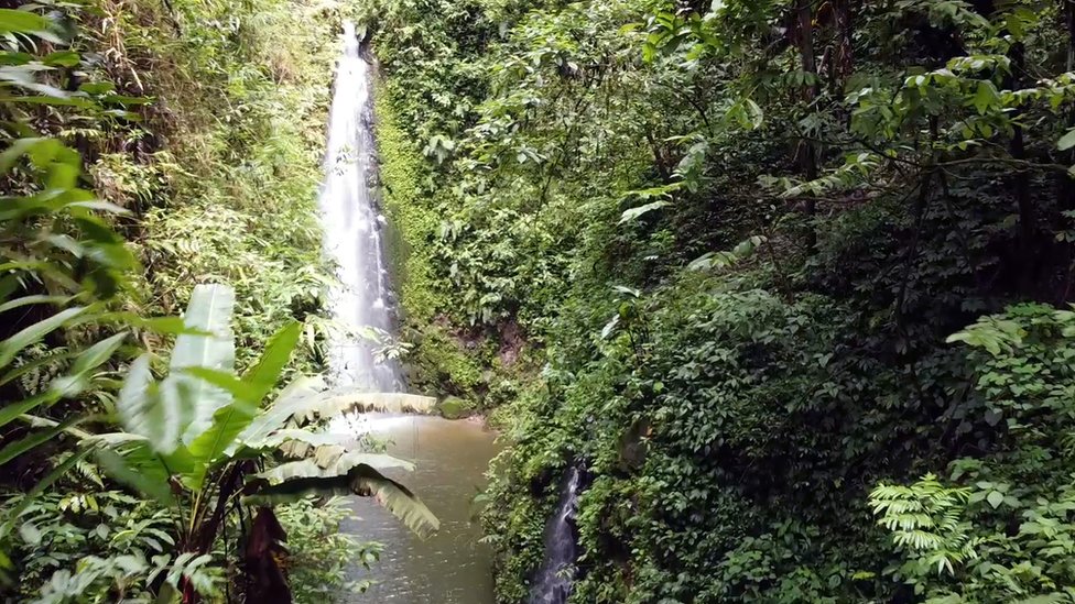Perempuan, ibu rumah tangga, penjaga hutan, Aceh