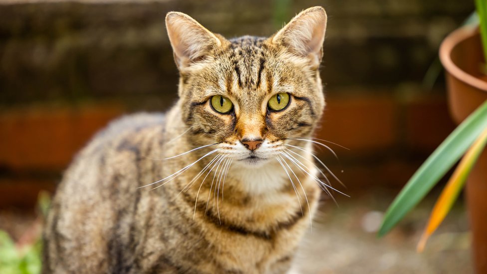 National Cat Awards 2022: Meet some of the finalists - CBBC Newsround