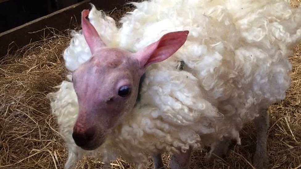 Lamb born with no wool given fluffy fleece - BBC News