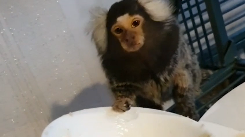RSPCA, primatların evcil hayvan olarak beslenmesine tamamen karşı çıktıklarını belirtti