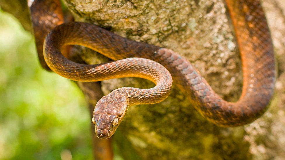 Una serpiente arbórea marrón