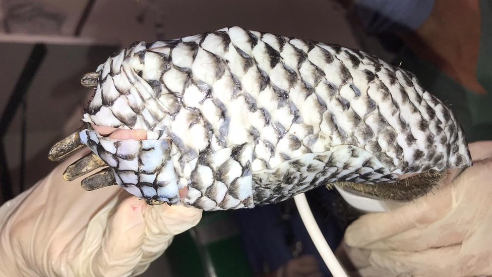 Oso hormiguero gigante con piel de tilapia en sus heridas