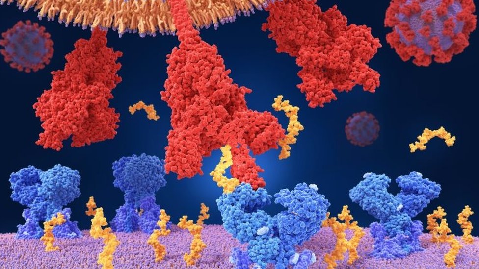 Coronavirus connecting to the cells of the body