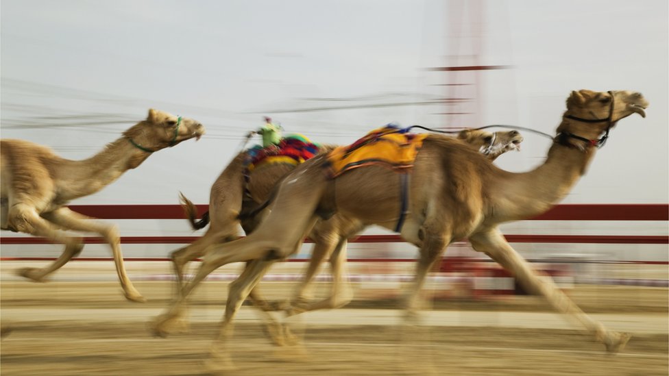 سباق الهجن: مهرجان هذا العالم سيكون الأكبر في السعودية على الإطلاق