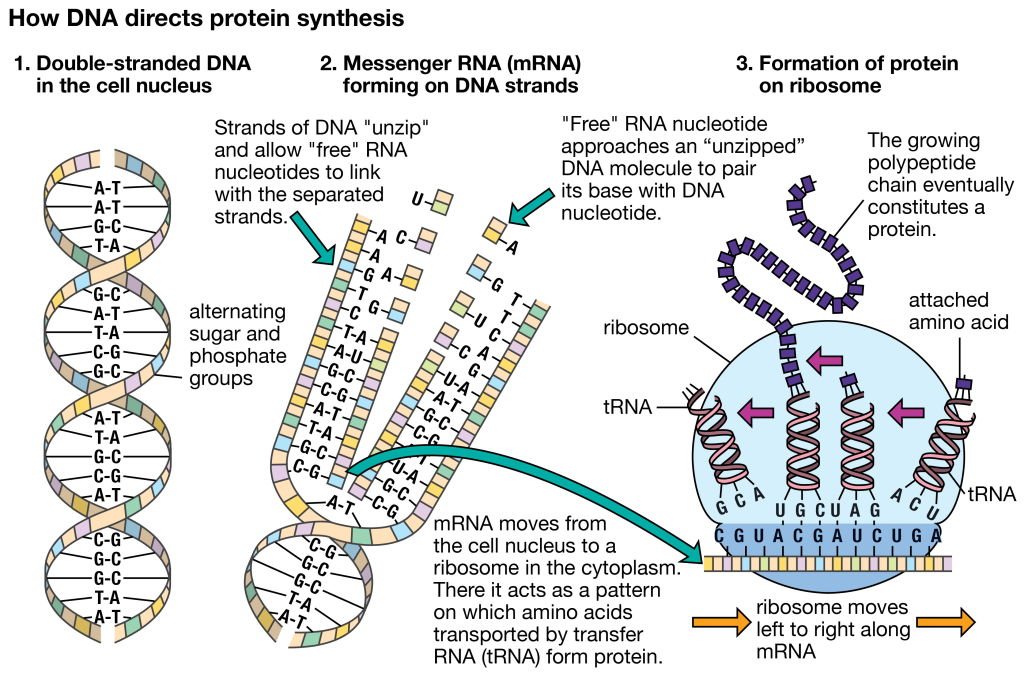 Синтез белка