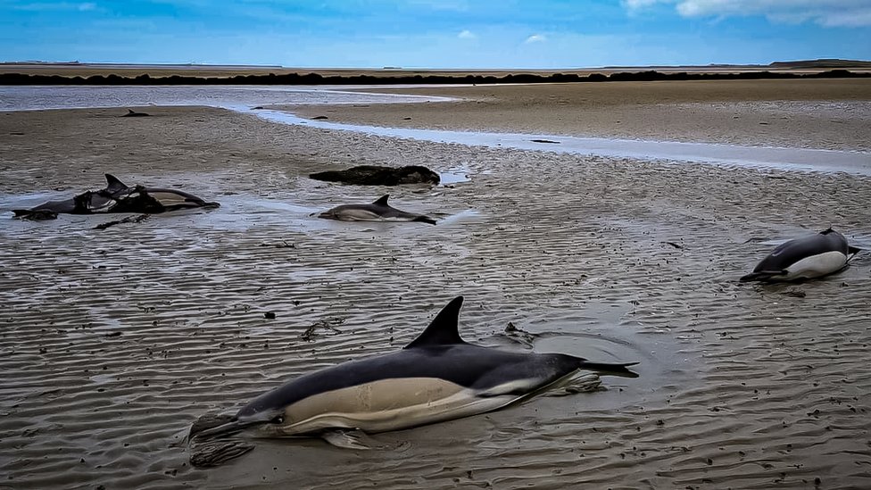 delfini nasukani na pesku na plaži na ostrvu Englsi