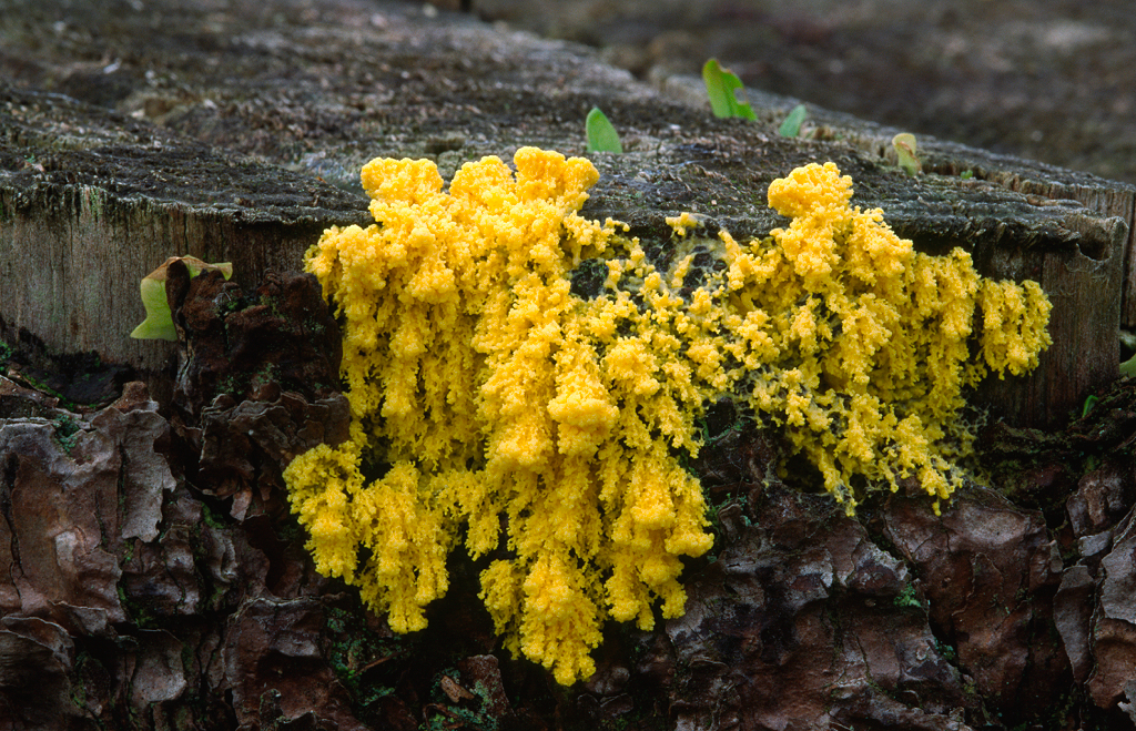 Physarum polycephalum en un árbol en un bosque de Norfolk.