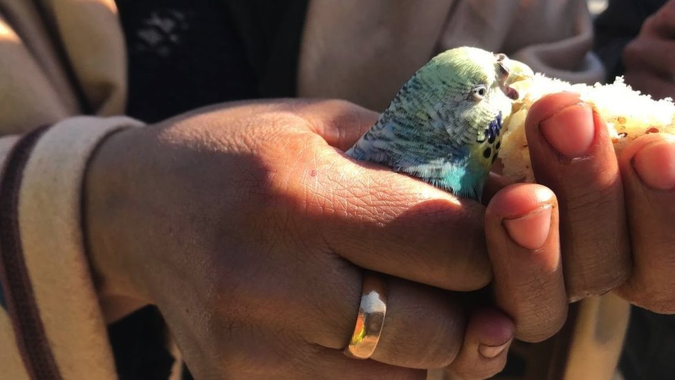 A budgie eats bread in the palm of a hand