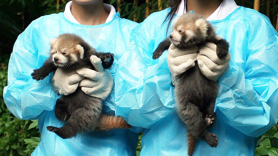 Red panda cubs reared at a zoo in China