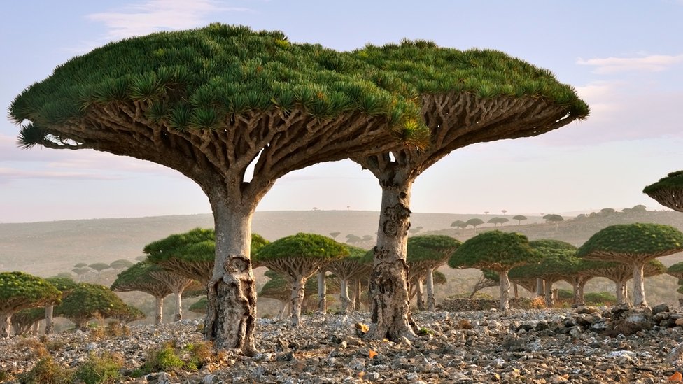 Así son las extraordinarias islas de Socotra, 