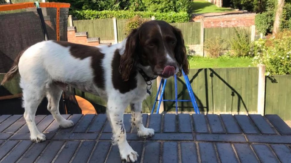 1 year old springer sales spaniel