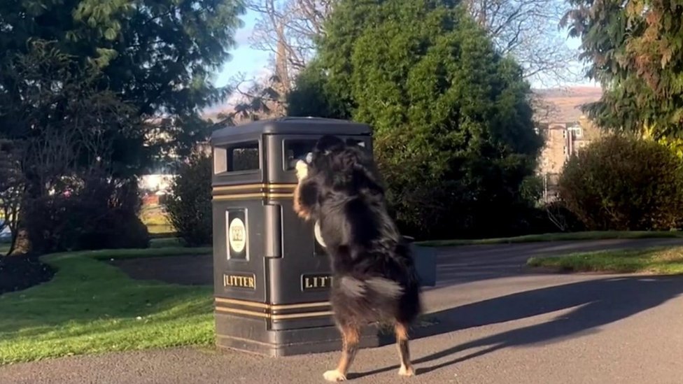 قصة تريني الكلبة التي تجمع القمامة من متنزه اسكتلندي