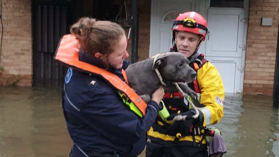 Офицеры RSPCA спасают собаку