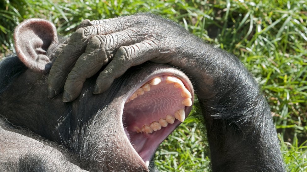 El tema de las cosquillas es más amplio y profundo de lo que puede parecer. Chimpancé