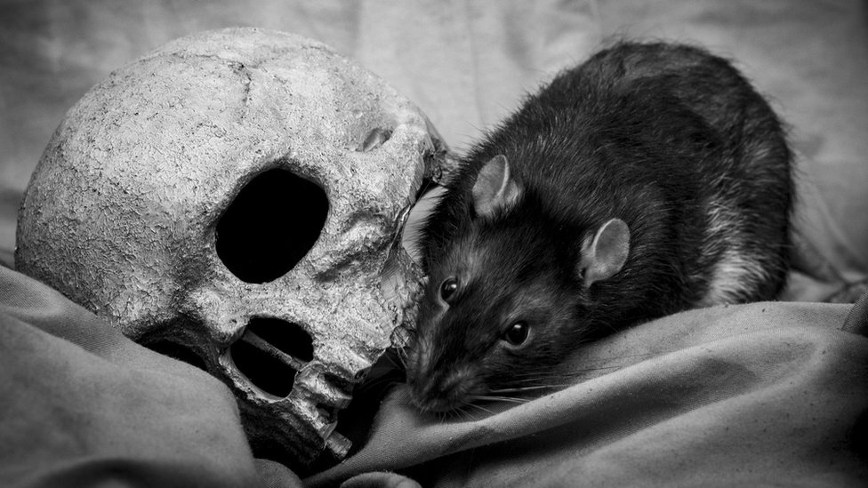 Una rata junto a una calavera